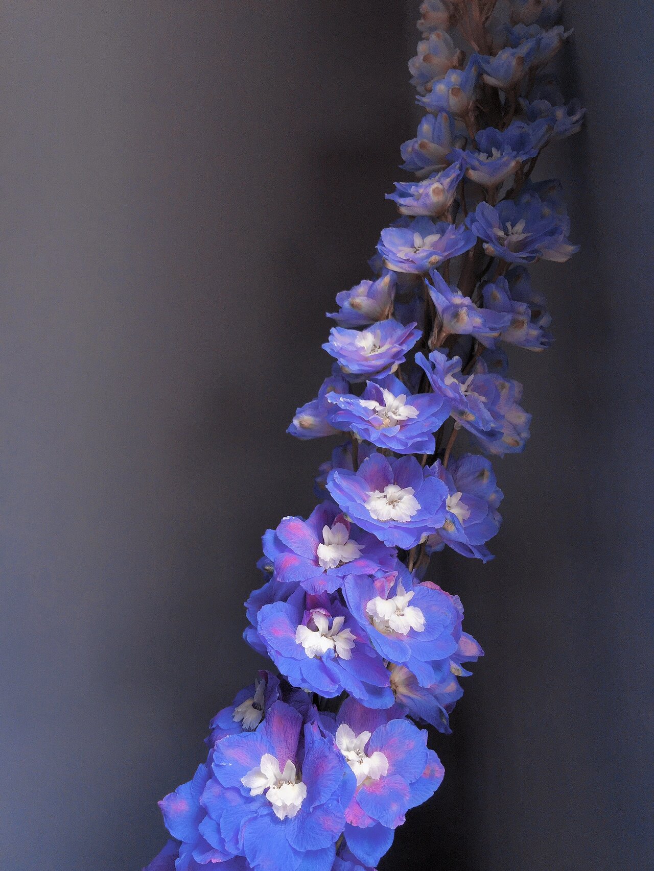 学名:delphinium grandiflorum 别名:鸽子花,百部草,大花飞燕草 花语