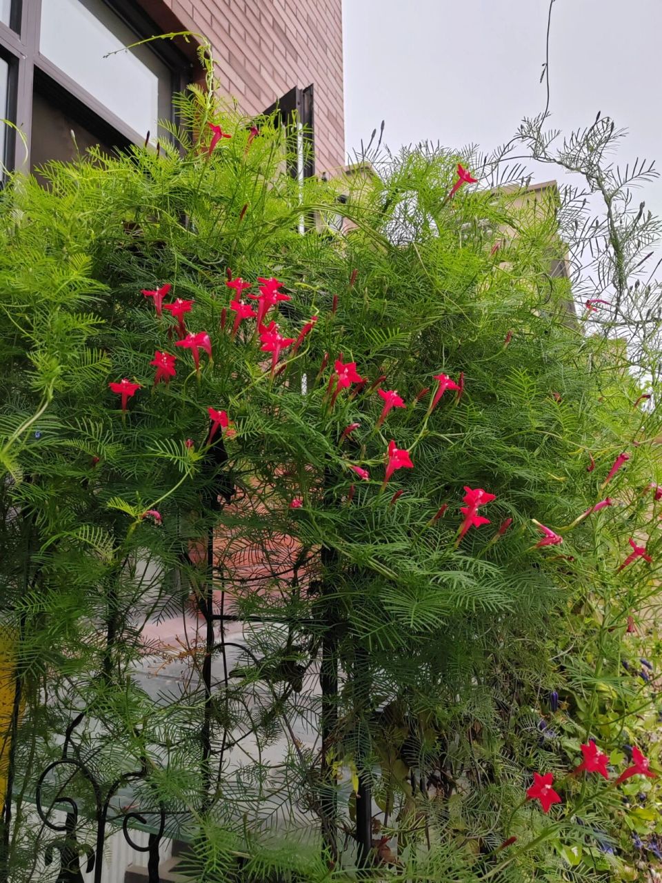 园艺--茑萝 俗称五角星花,这花从来也不管它,每到季节它自然从地里