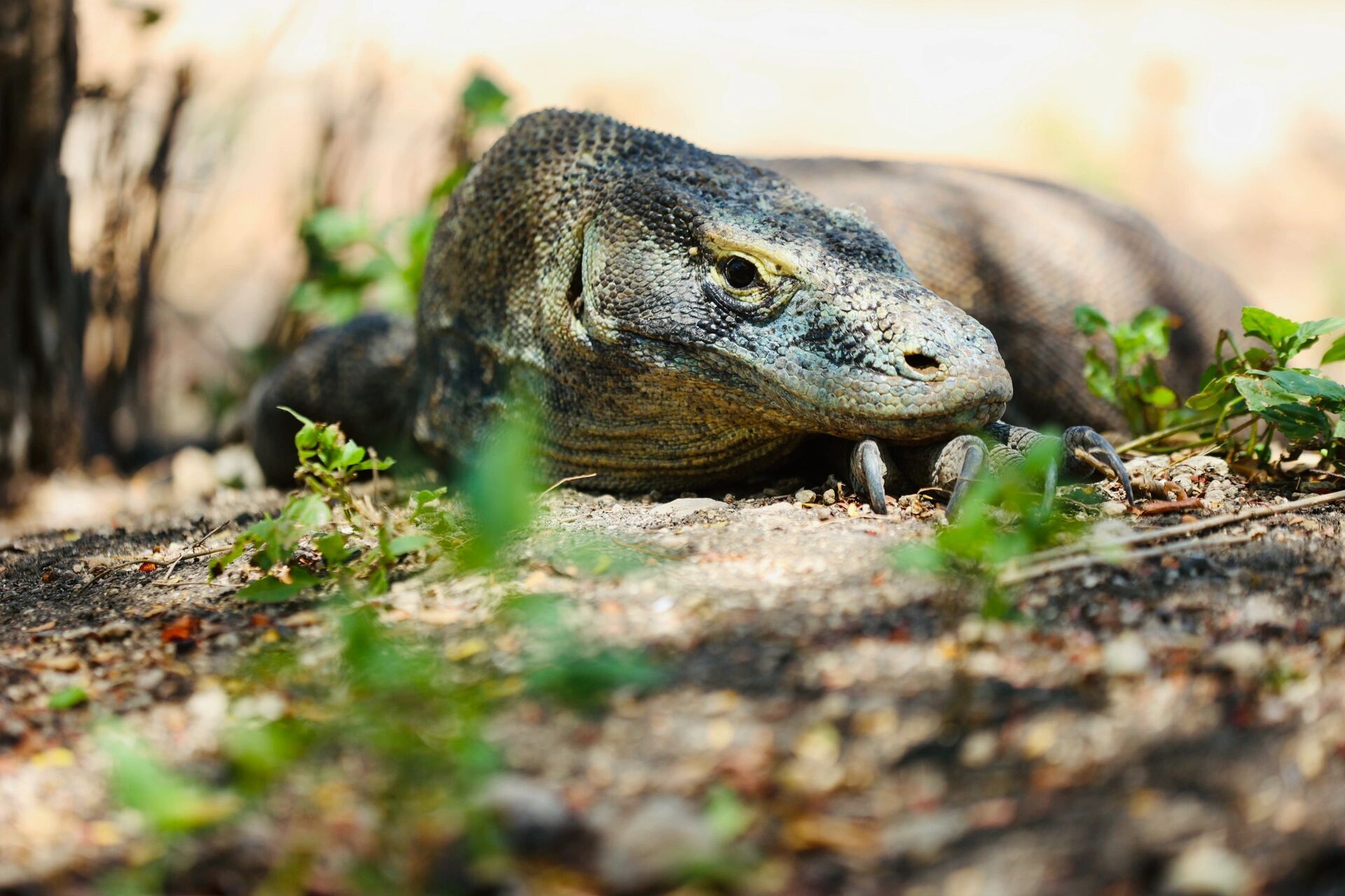 关于印尼旅行的一些建议 告别了晨光中的特尔纳特岛,这次不到十天的