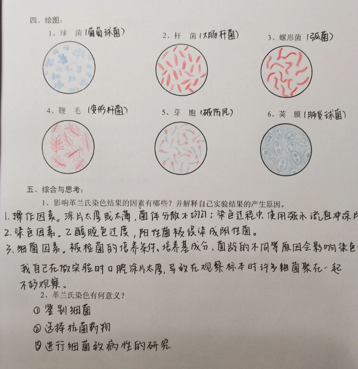 医学微生物学革兰染色实验报告