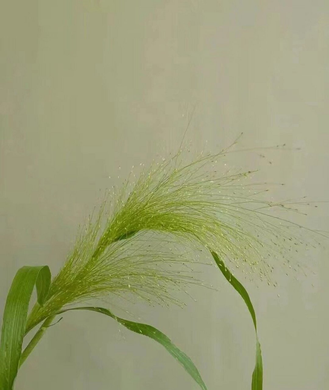 每天认识一种花材|喷泉草 喷泉草 绿意盎然,是春天的美好气息~ 花语