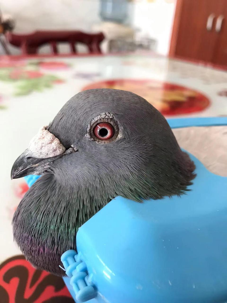 詹森血统赛鸽,经过几代的配对繁育,血统稳固,基因优良,堪称为鸽子当中