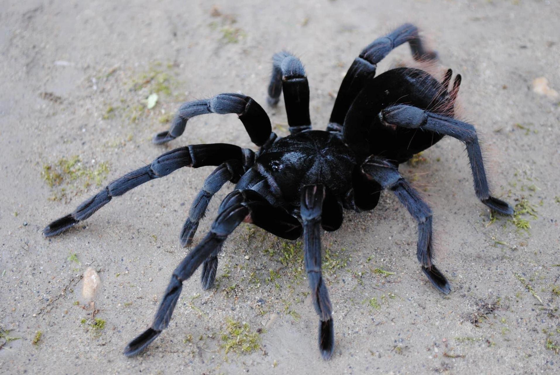 产于秘鲁,玻利维亚热带雨林的动物 玻利维亚钢铁蓝蜘蛛(拉丁学名