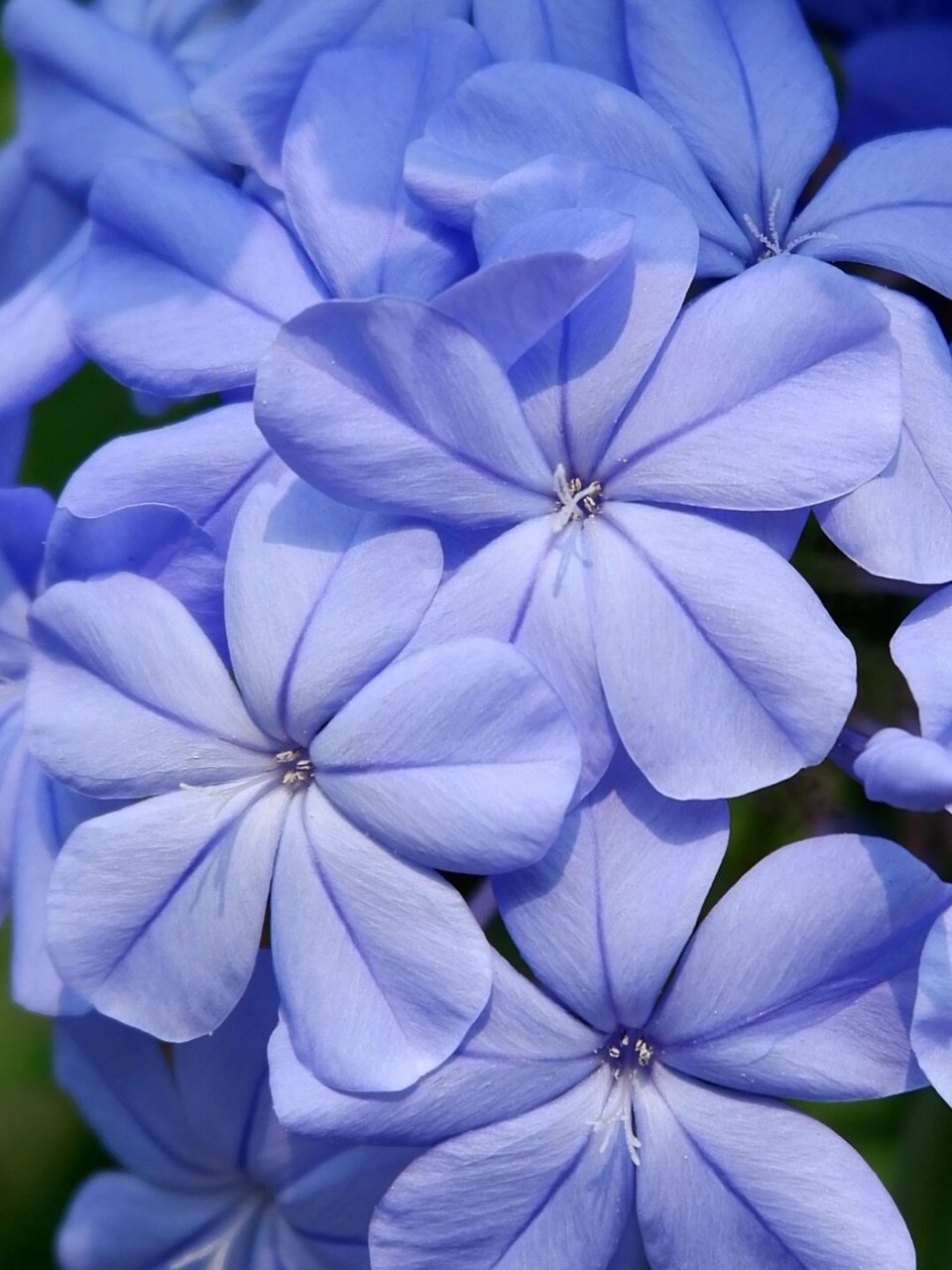 ceratostigma plumbaginoides bunge)是白花丹科,蓝雪花属植物