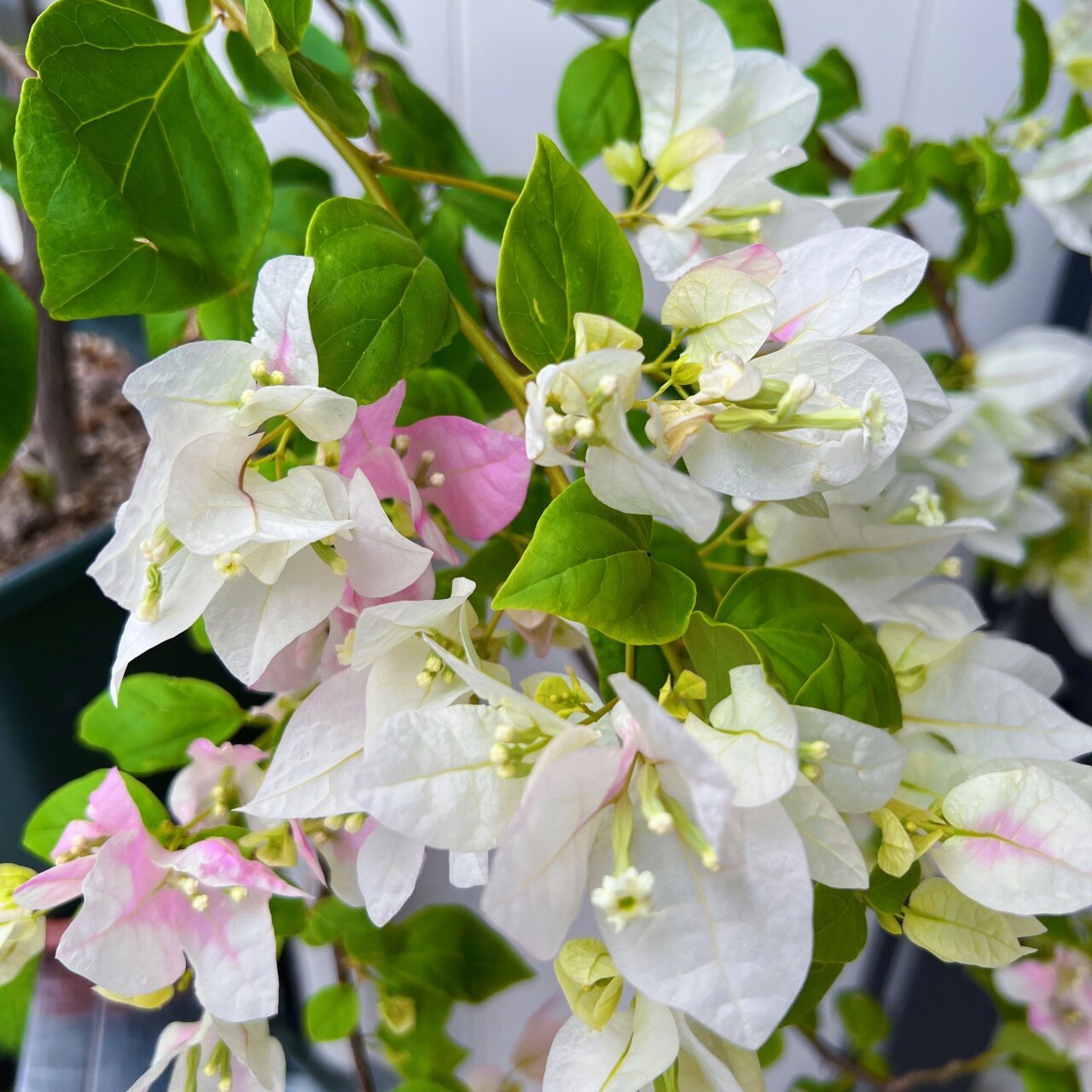 96 广红樱,是红心樱花其中之一的品种,也称为广州版红樱,是三角梅