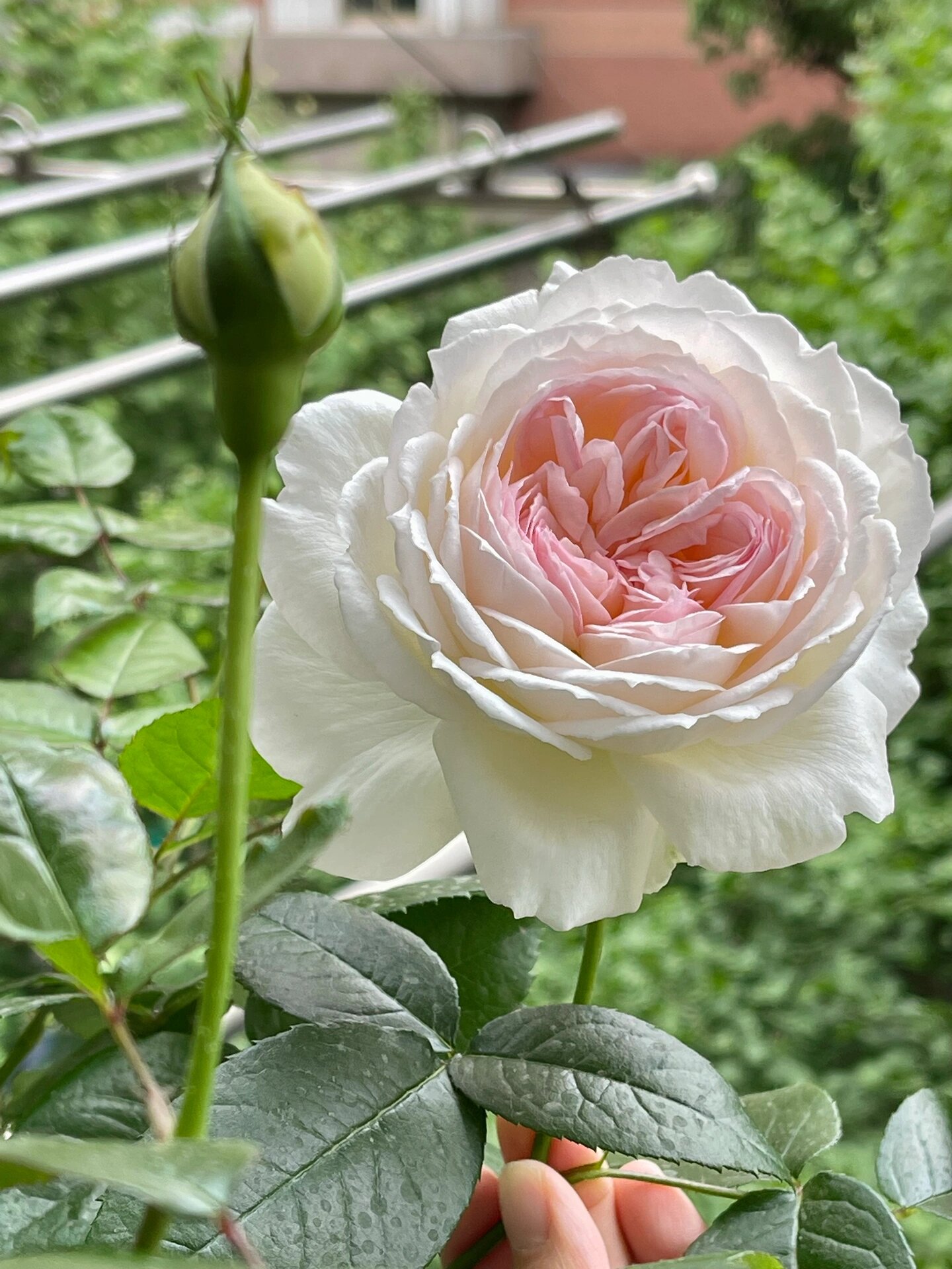 记录 | 00我的盆栽月季 波莱罗 浓香型  去年秋天入的波莱罗2加仑