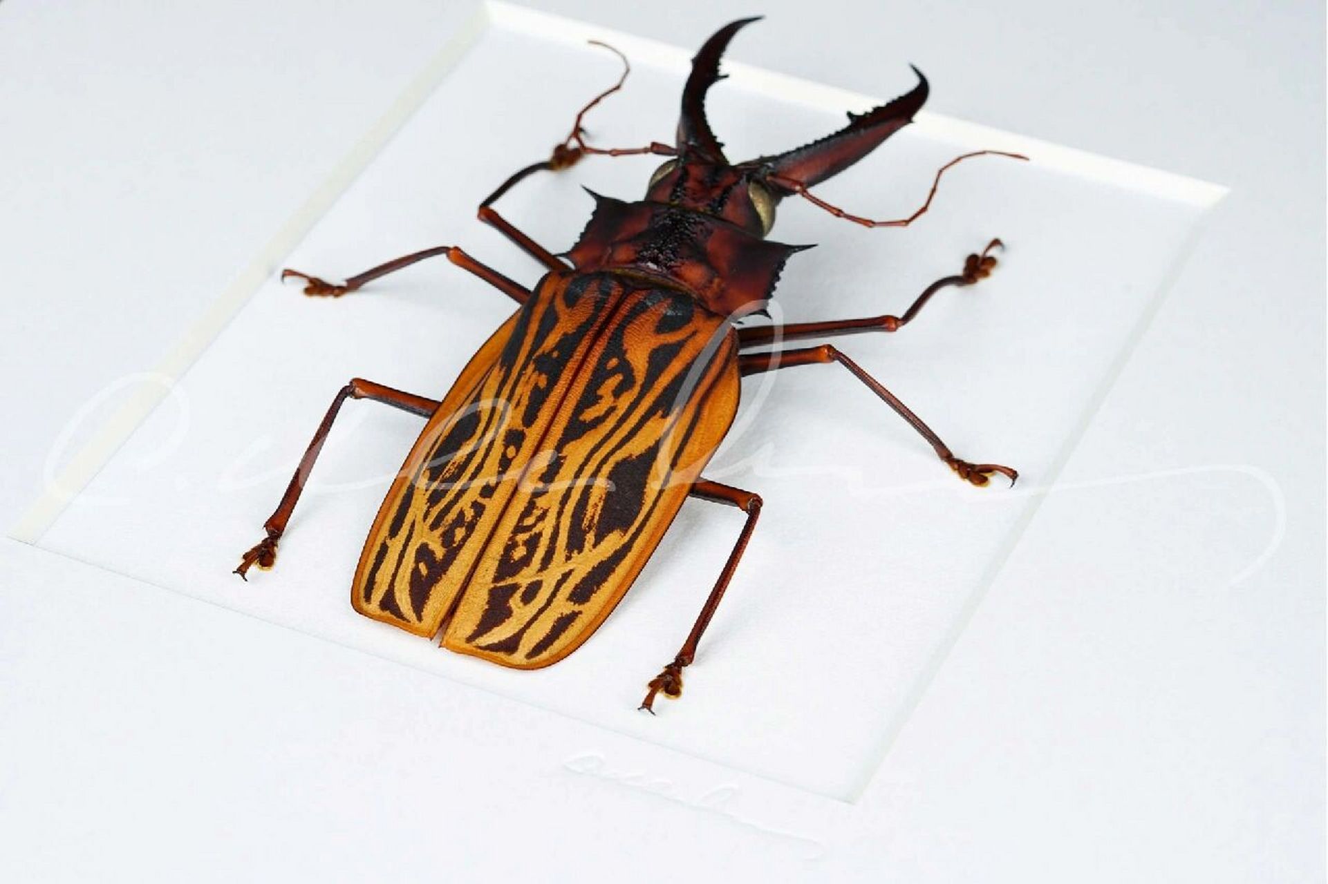 今天我们学点啥 #macrodontiacervicornis 67鹿角巨牙天牛外形独特