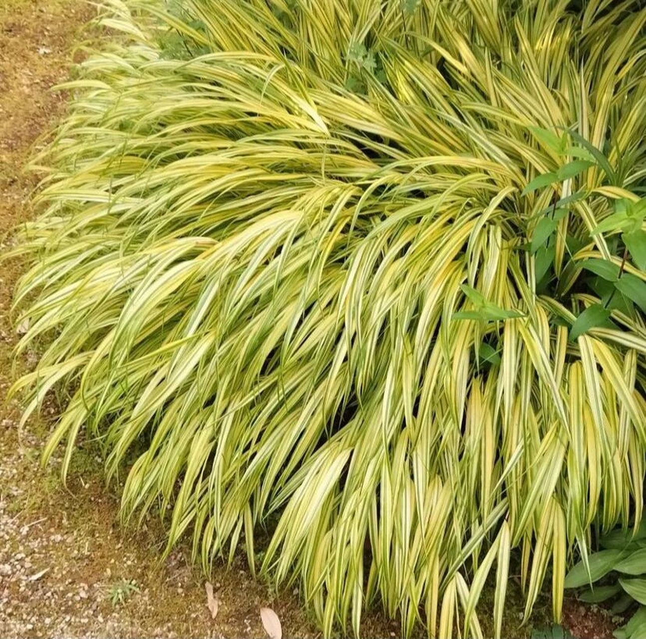 植物大賞|花葉箱根草 原產日本箱根縣的野生草本植物,也被稱為風知草