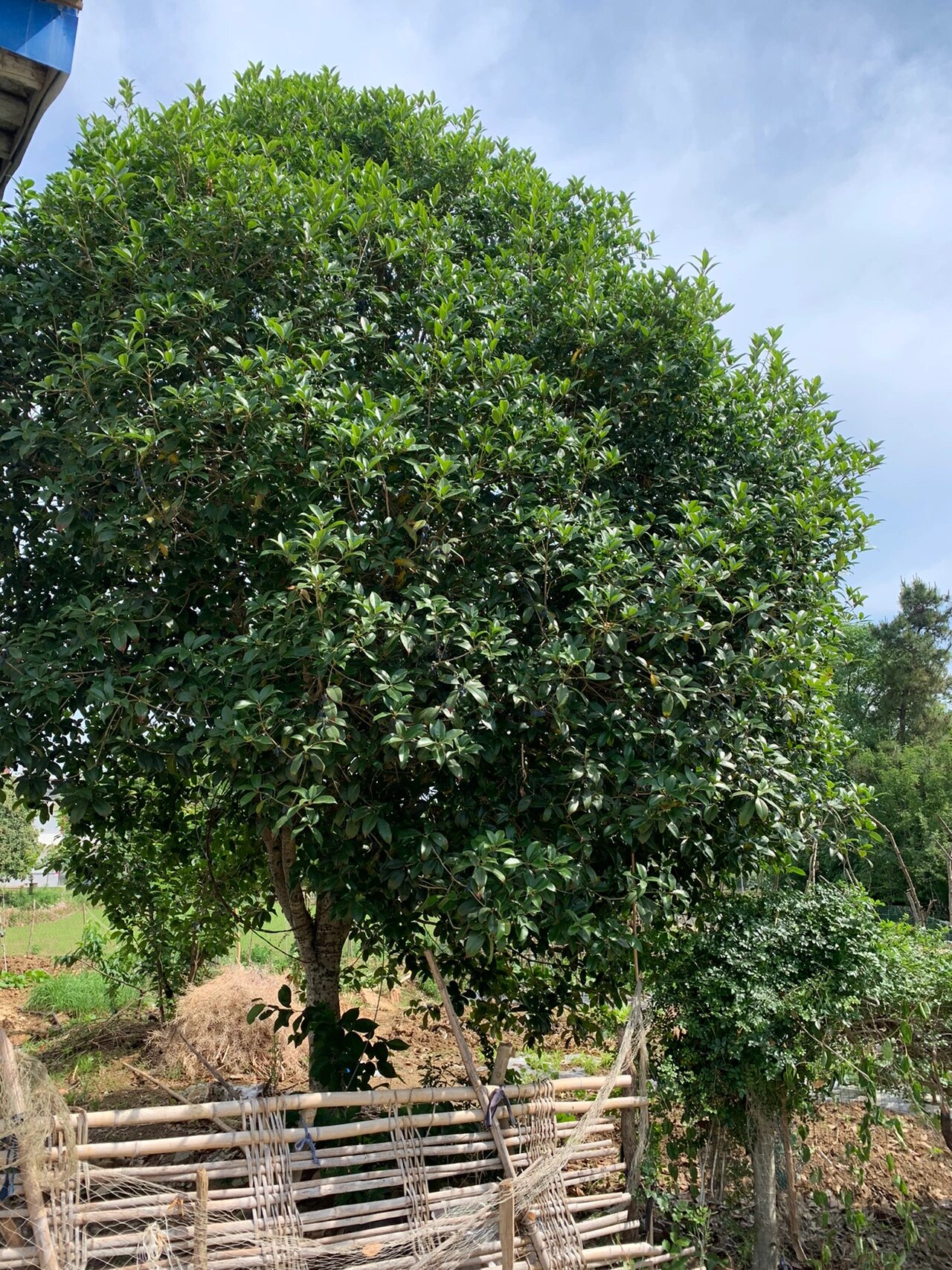 自家种植多年桂花树出售,金桂,丹桂朱砂桂