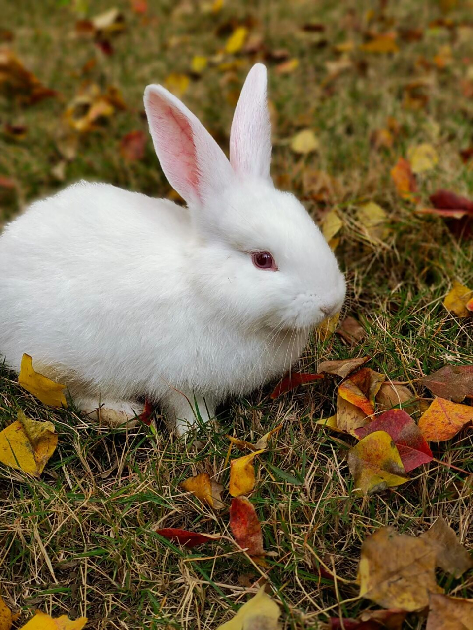 91   小兔子的自述 我是一只可爱活泼的小兔子,我有着柔软的毛,长长