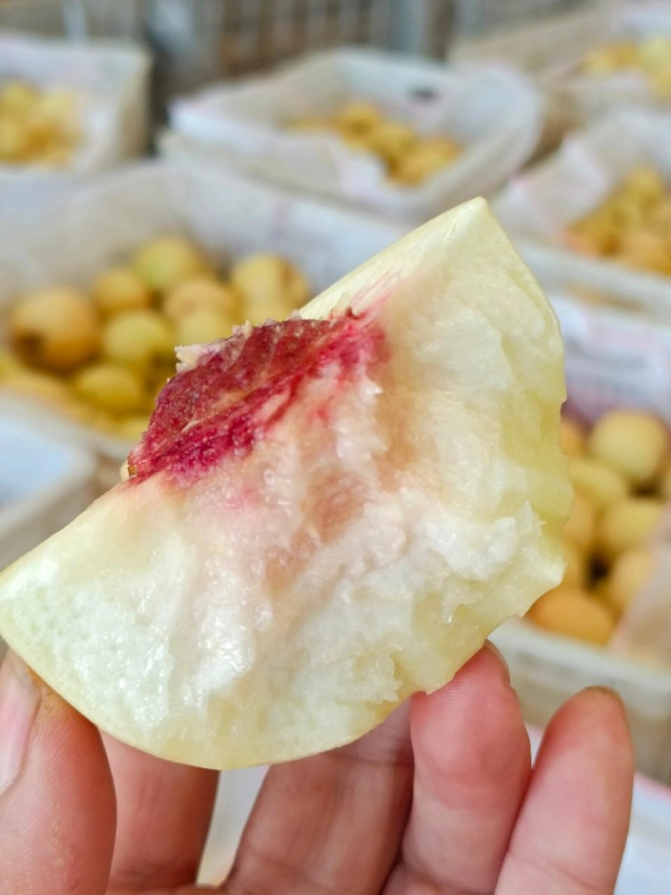 红叶冬桃99超级好吃 脆脆甜甜 回购率巨多 蒙阴红叶冬桃99脆甜