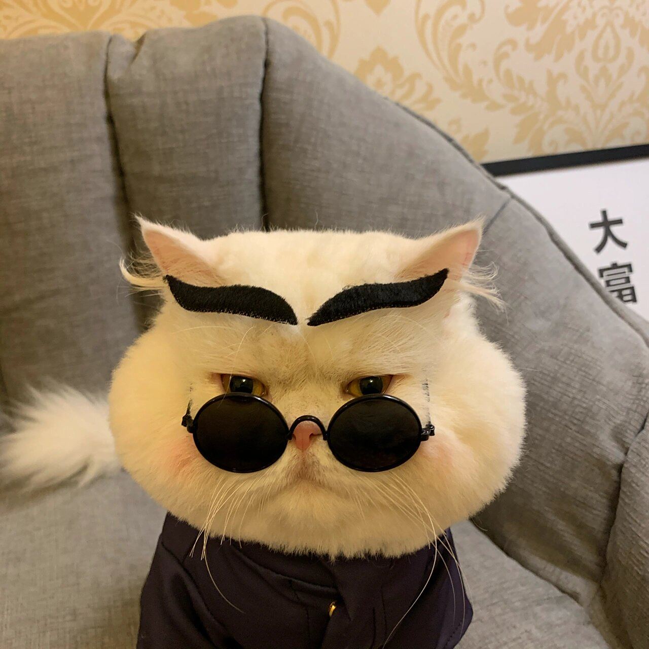 猫咪cos五条悟猫猫的翻车现场