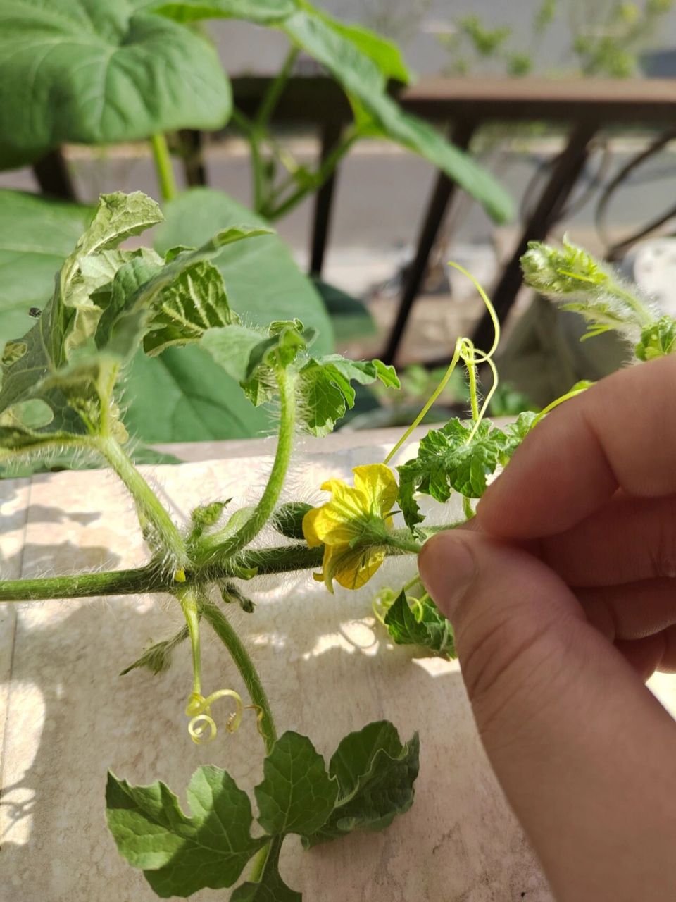 西瓜雌花终于开花啦!