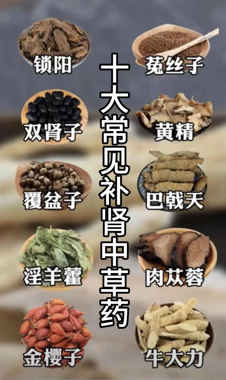 中药追风草图片及价格图片