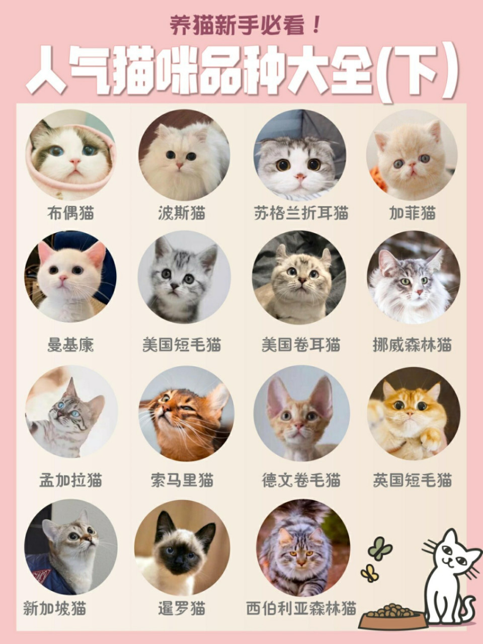 猫咪的种类大全带图图片