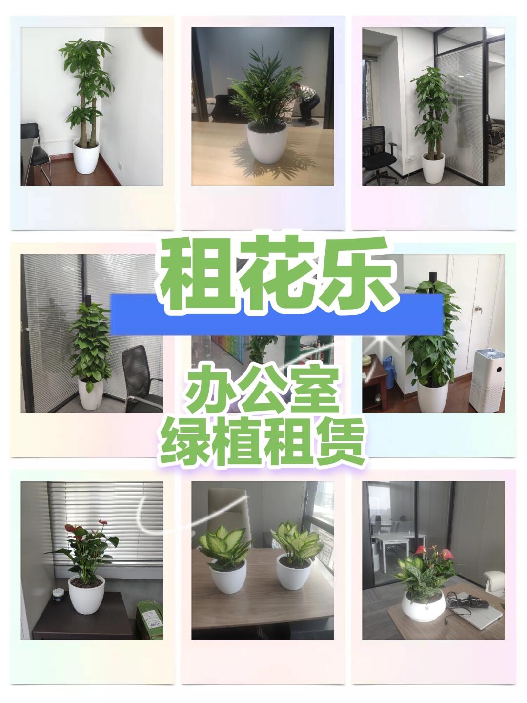 上海办公室绿植租赁