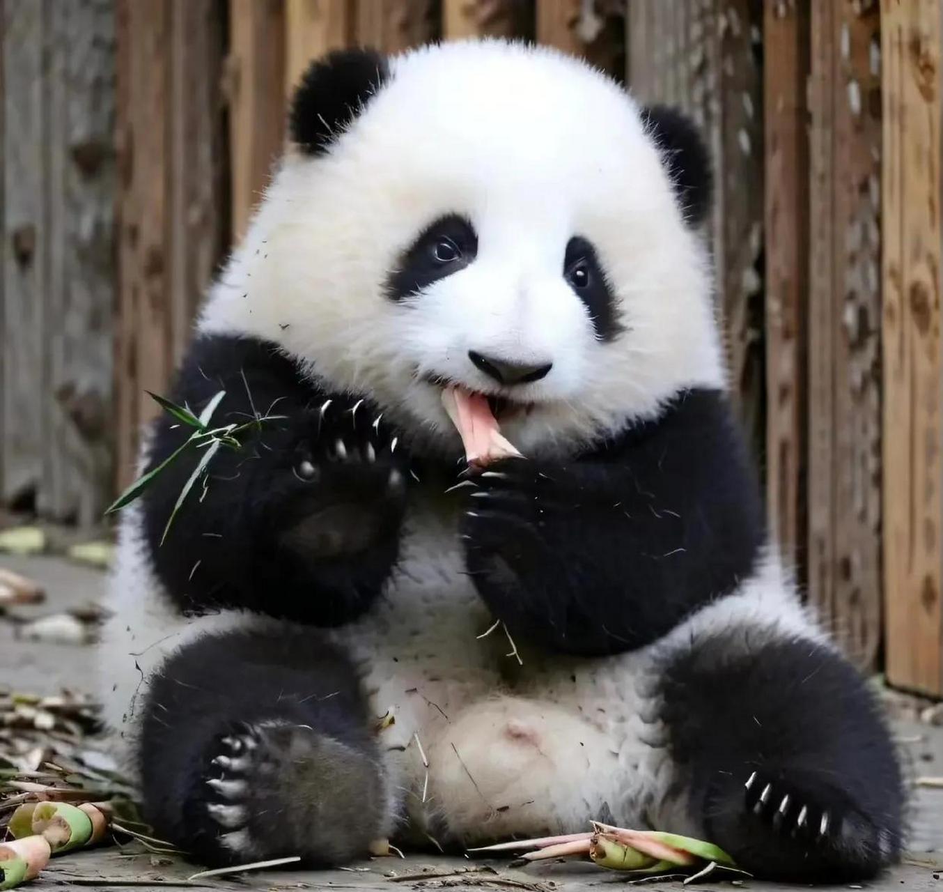 哎呀呀,快看小时候的花花就非常懂营业,看看它的小表情,这个小眼神太