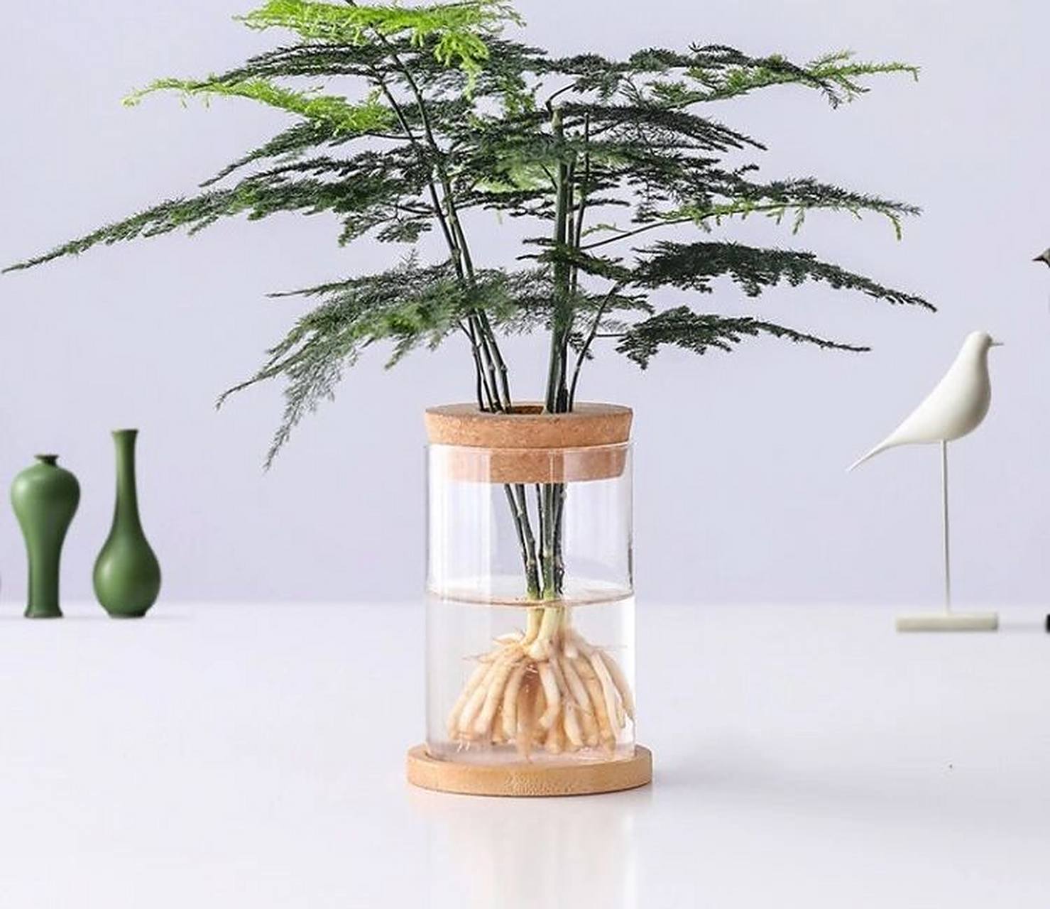 水培绿植-文竹|培育好文竹妙招 室内水培植物,不仅嫩绿好看,还干净