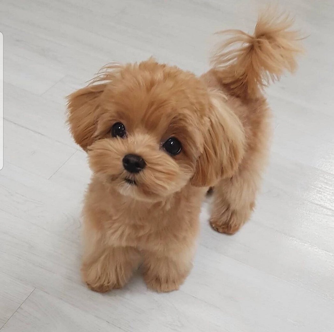 soljicdog的马尔泰成犬长大长这样 图1-图9 韩国soljicdog毕业的