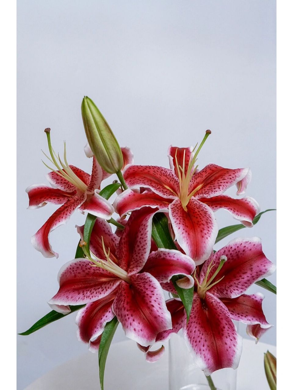 黑美人百合 意外的好看,有一点子惊艳