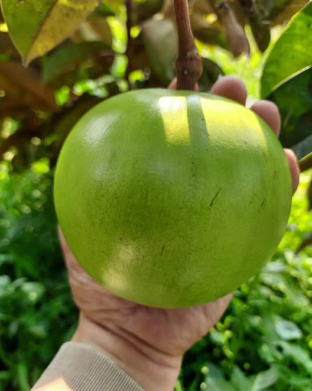 品种104:绿霸牛奶果 台湾绿霸牛奶果结果树靠接苗,比紫皮品种耐寒,树