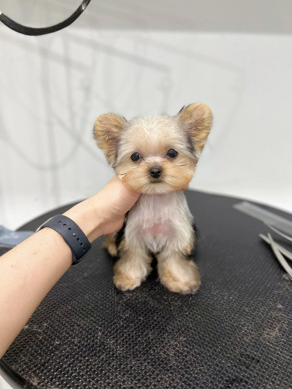 约克夏|解放双手的米奇头02 是不是每次扎完辫子都感觉手要废废的了