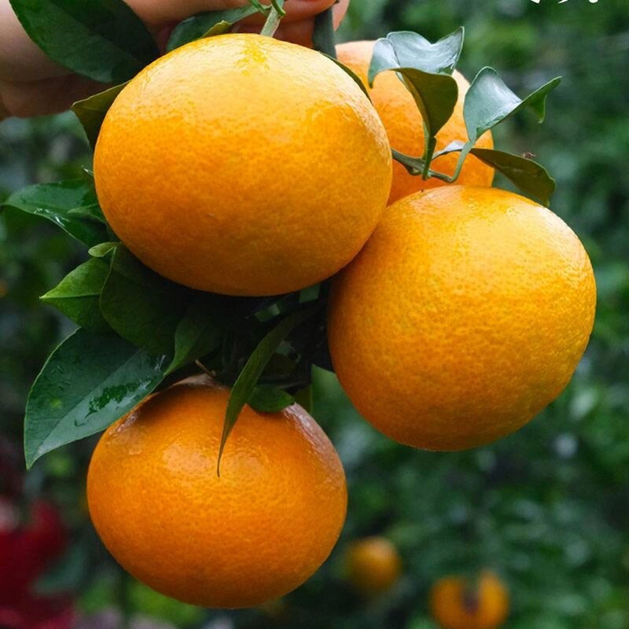 爱媛38号,是日本杂交柑橘新品种,橙非橙,橘非橘,皮薄不上火.