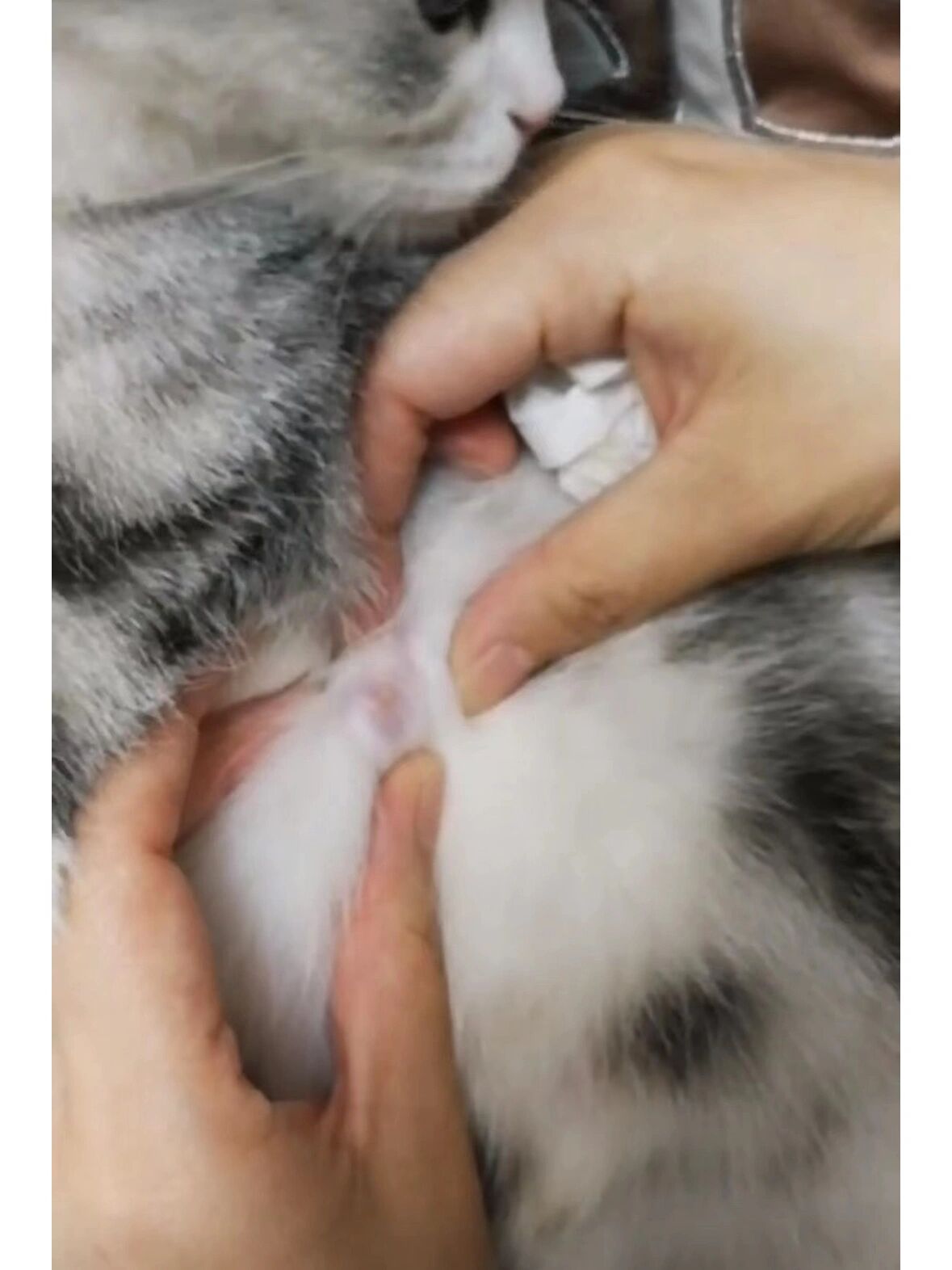 猫乳腺增生症状图片图片