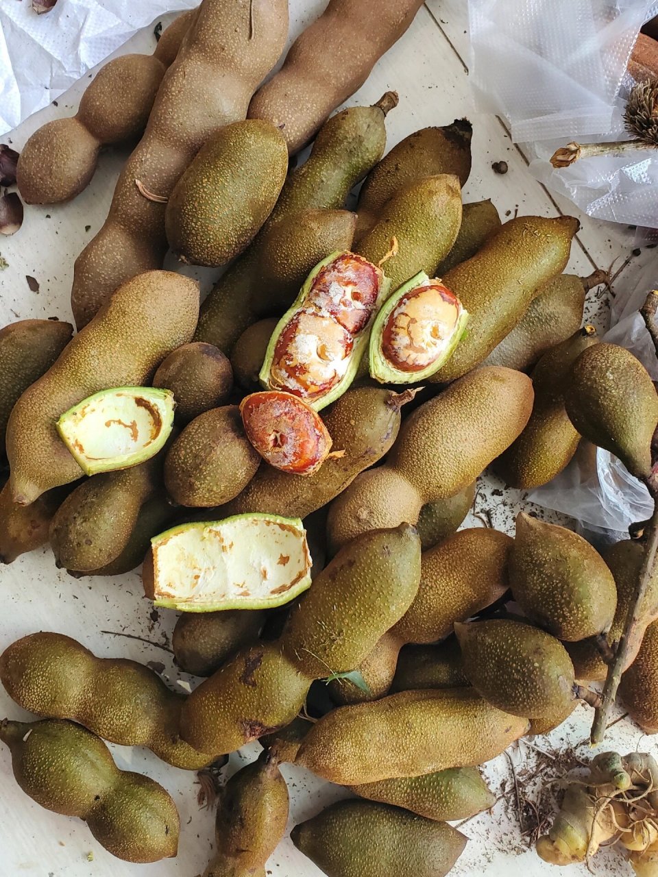 厚果鱼藤,俗称毒鱼藤,以前村子里经常用它的根去闹鱼,把鱼麻醉就去捡