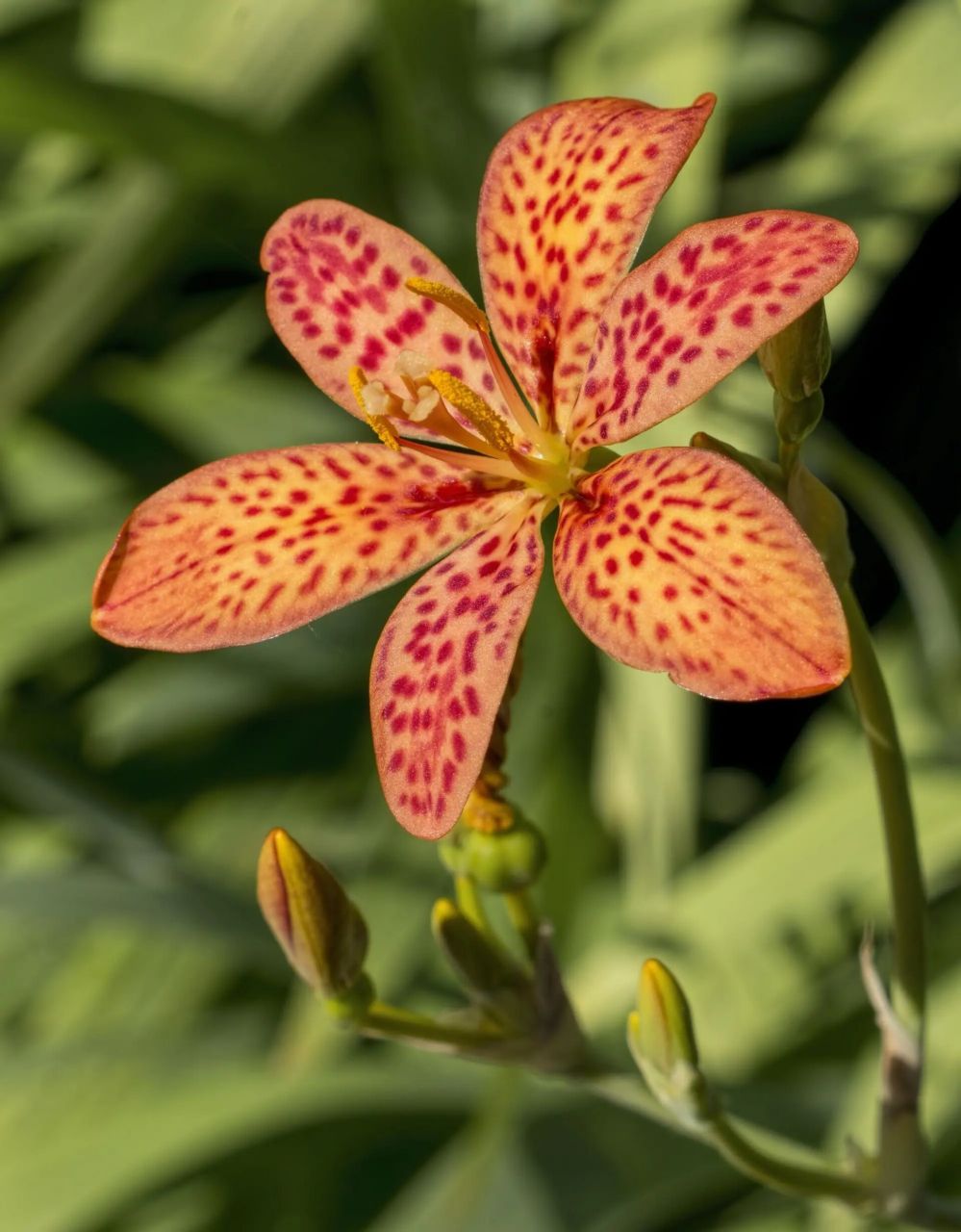 射干│鸢尾科│每日识花│第192天 射干(鸢尾科) 射干别名:乌扇,夜干