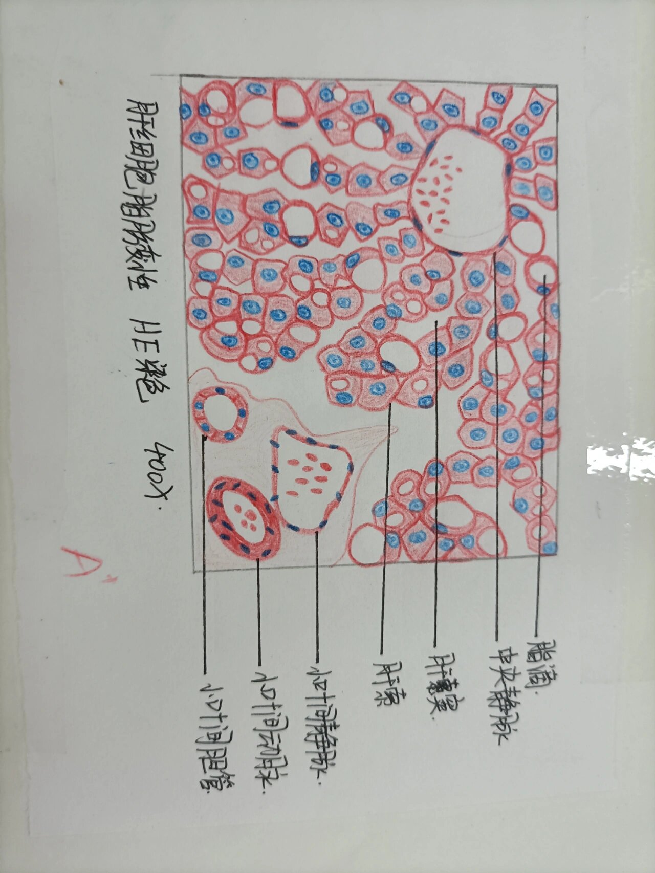 病理绘图手绘图图片