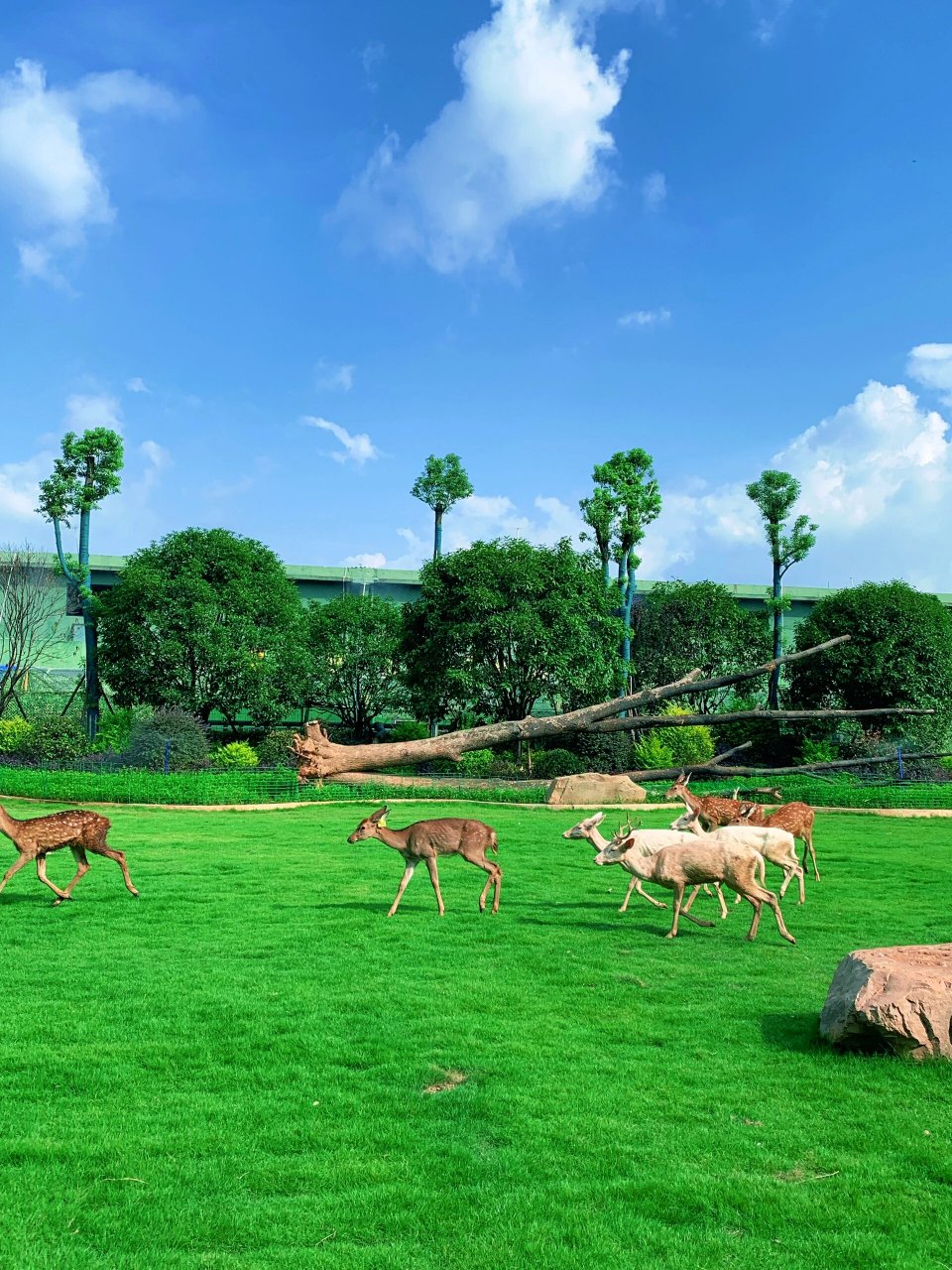 常德|汉寿野生动物世界 动物园里有什么