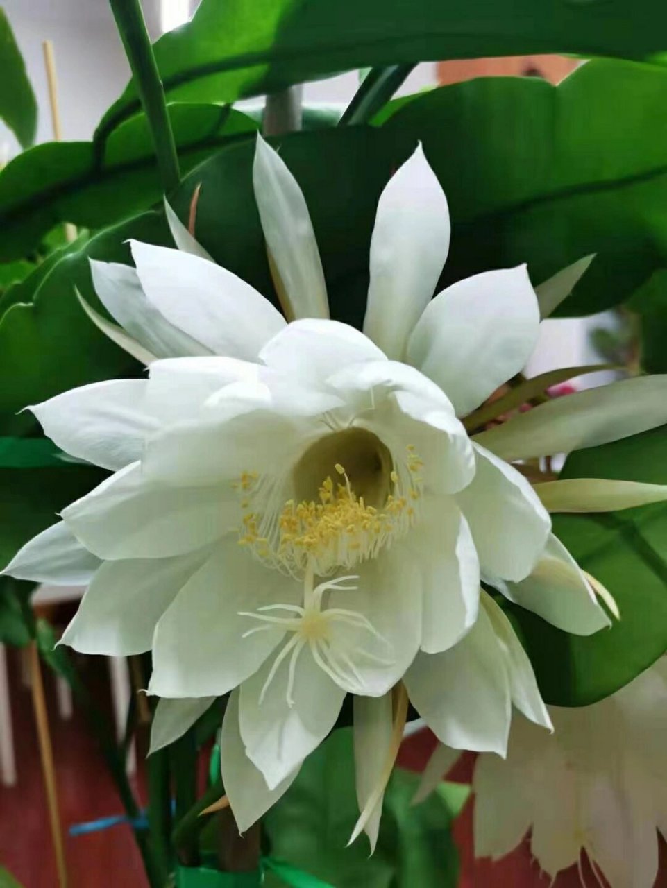 昙花 朋友们记得"昙花一现"的成语吧!