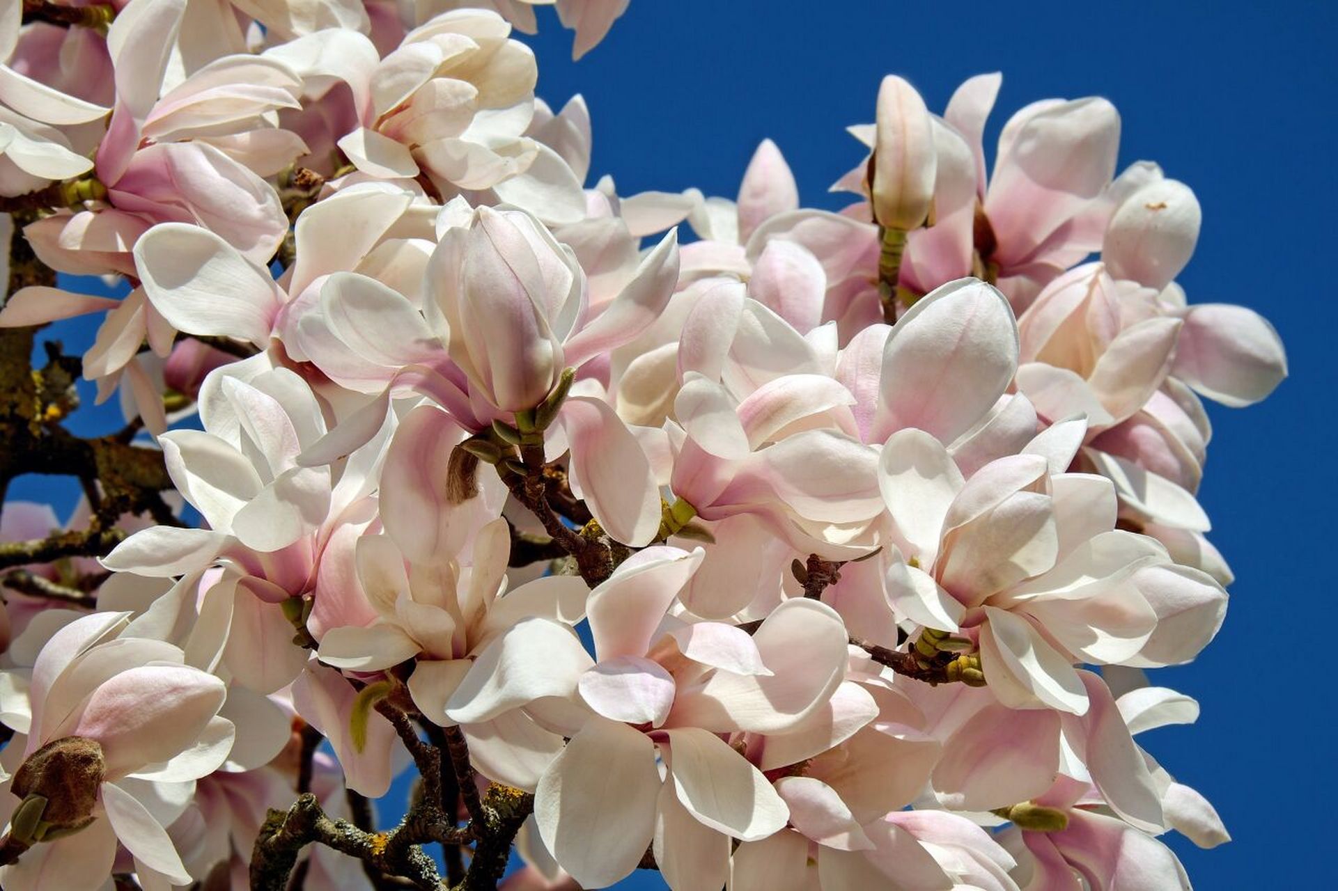 magnolia钢琴谱图片