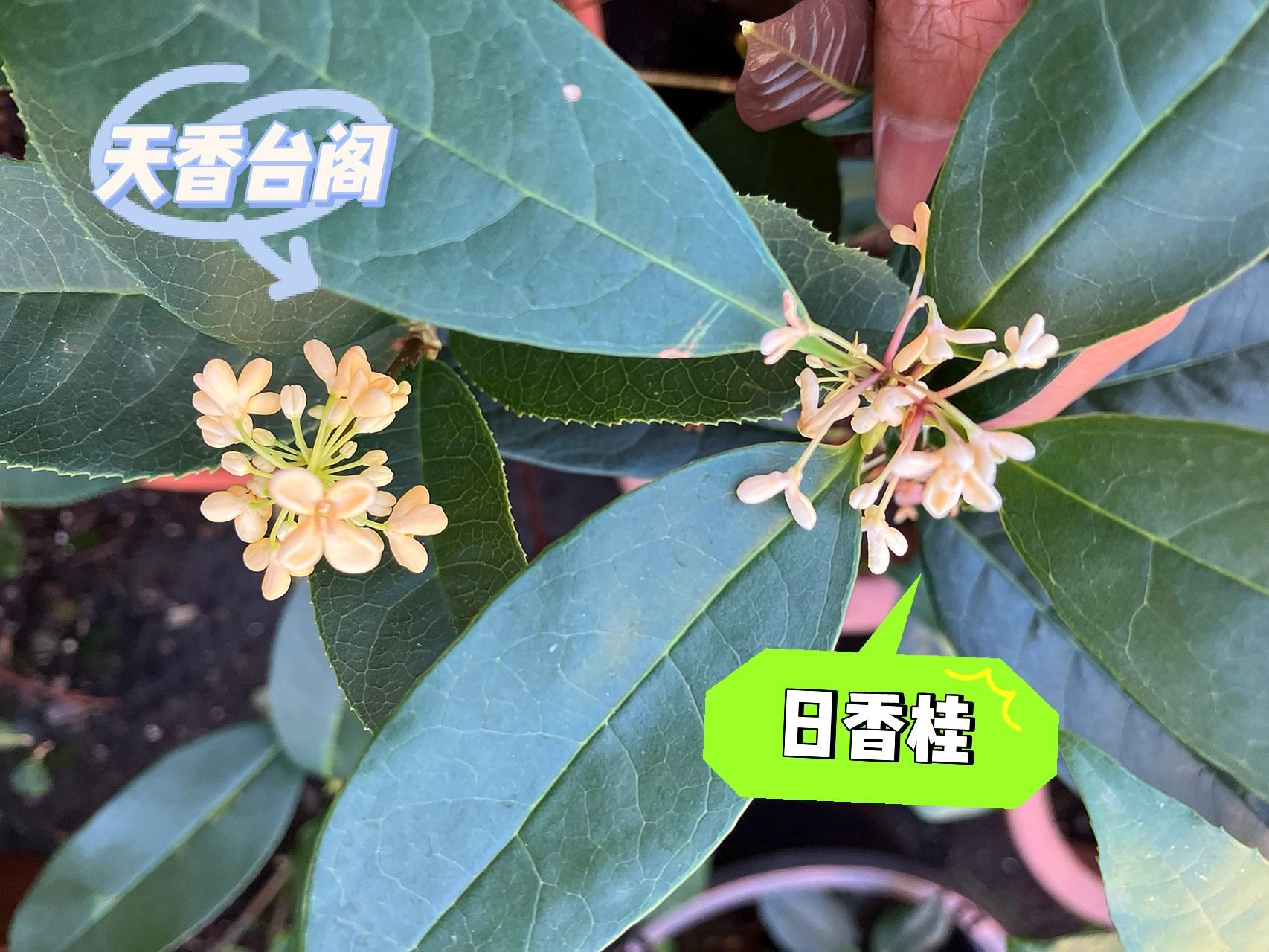 五种桂花对比 可以看出天香台阁的花朵大小是其他品种的三倍以上.