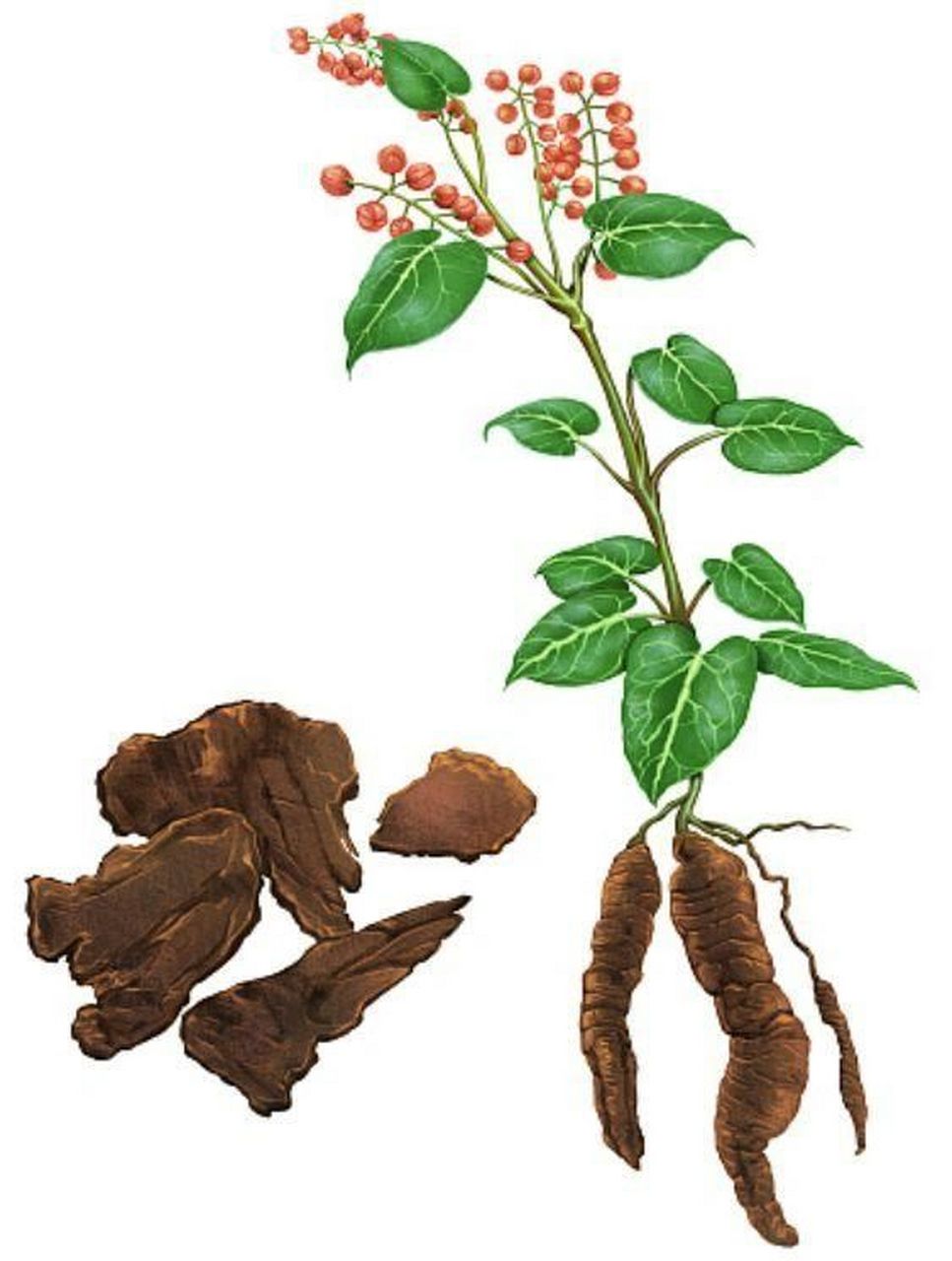 常见野外绿植—何首乌 何首乌,又名多花蓼,紫乌藤,夜交藤等.