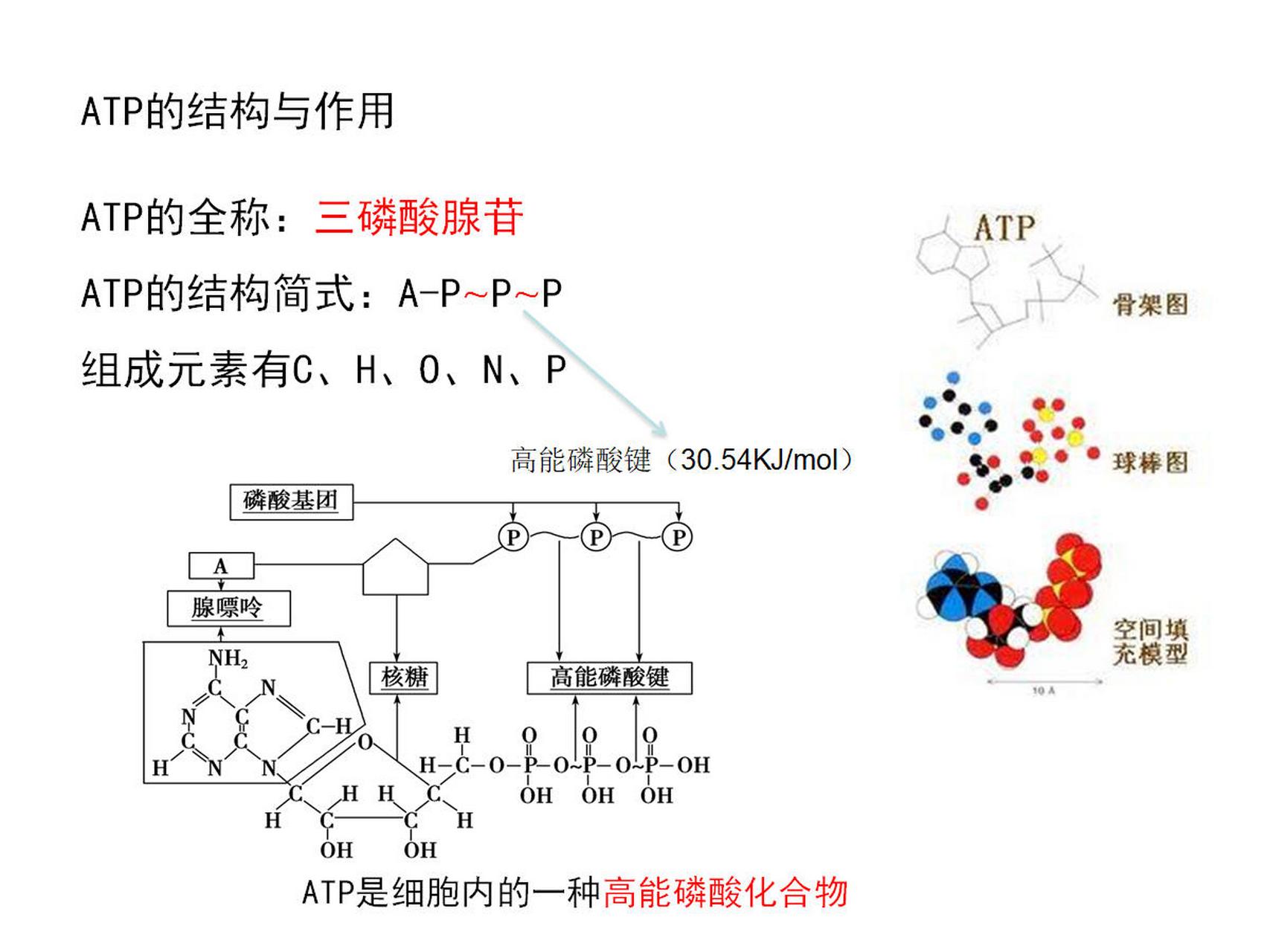 atp的组成元素:c,h,o,n,p