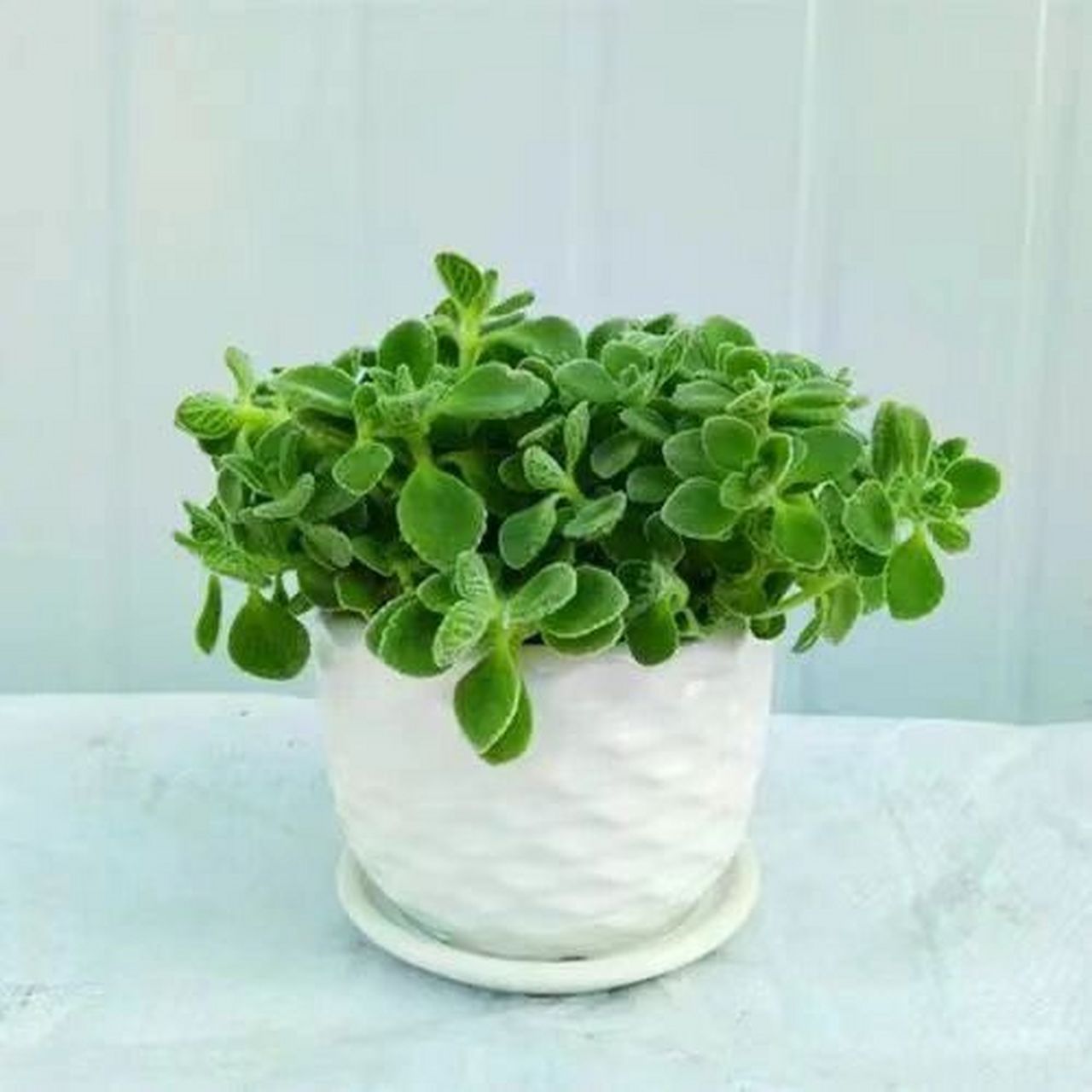 亥猪旺财植物 一抹香——生肖属猪的人生活富裕,吃好穿好,而钱财也