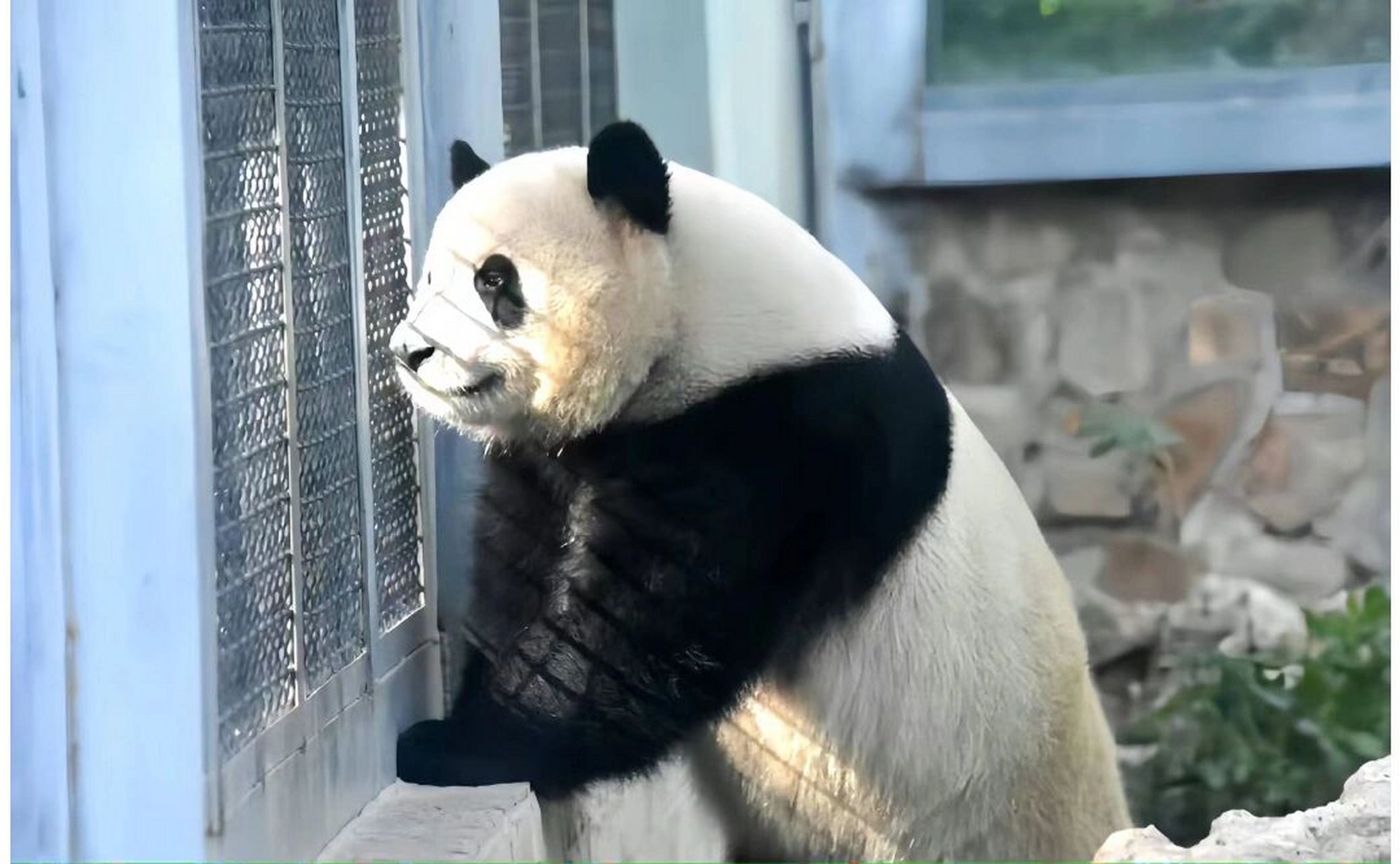 么么儿萌兰 是我们西直门三太子啊