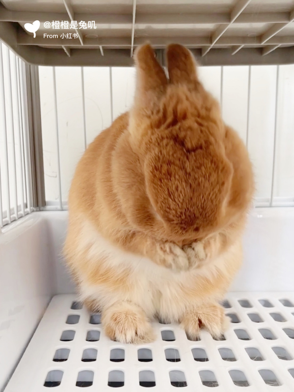 兔兔洗脸为啥先甩手 我们可是爱干净的小朋友 当然不要拿小脏手洗脸啦