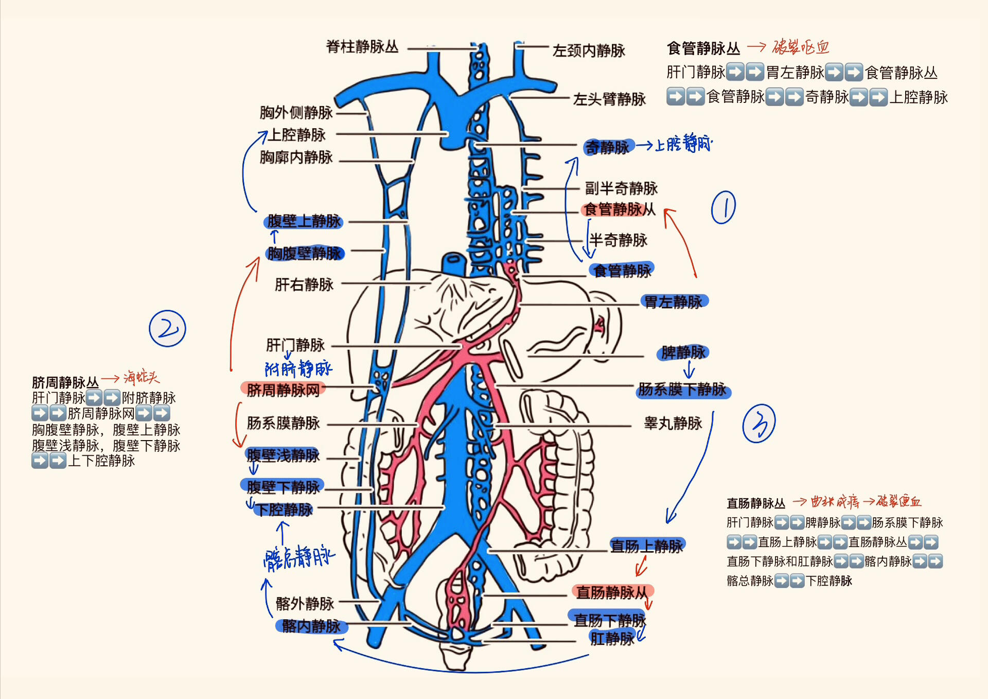 肝脏血管及侧支循环总结 7215肝脏的双重血供指的是入肝有门静脉