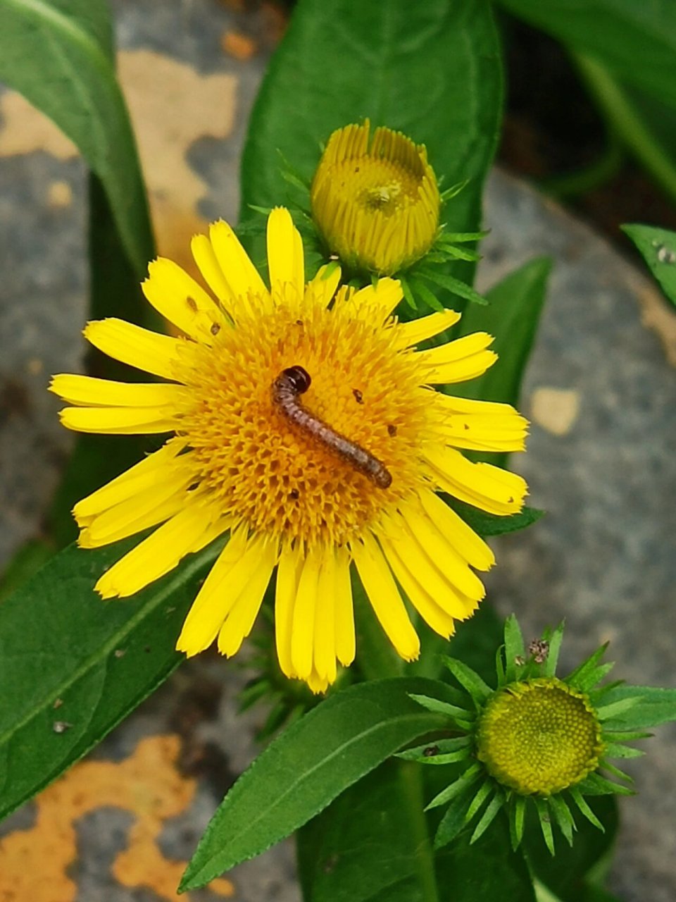 黄色的旋覆花|美了一夏 94旋覆花是桔梗目,菊科,旋覆花属,多年生