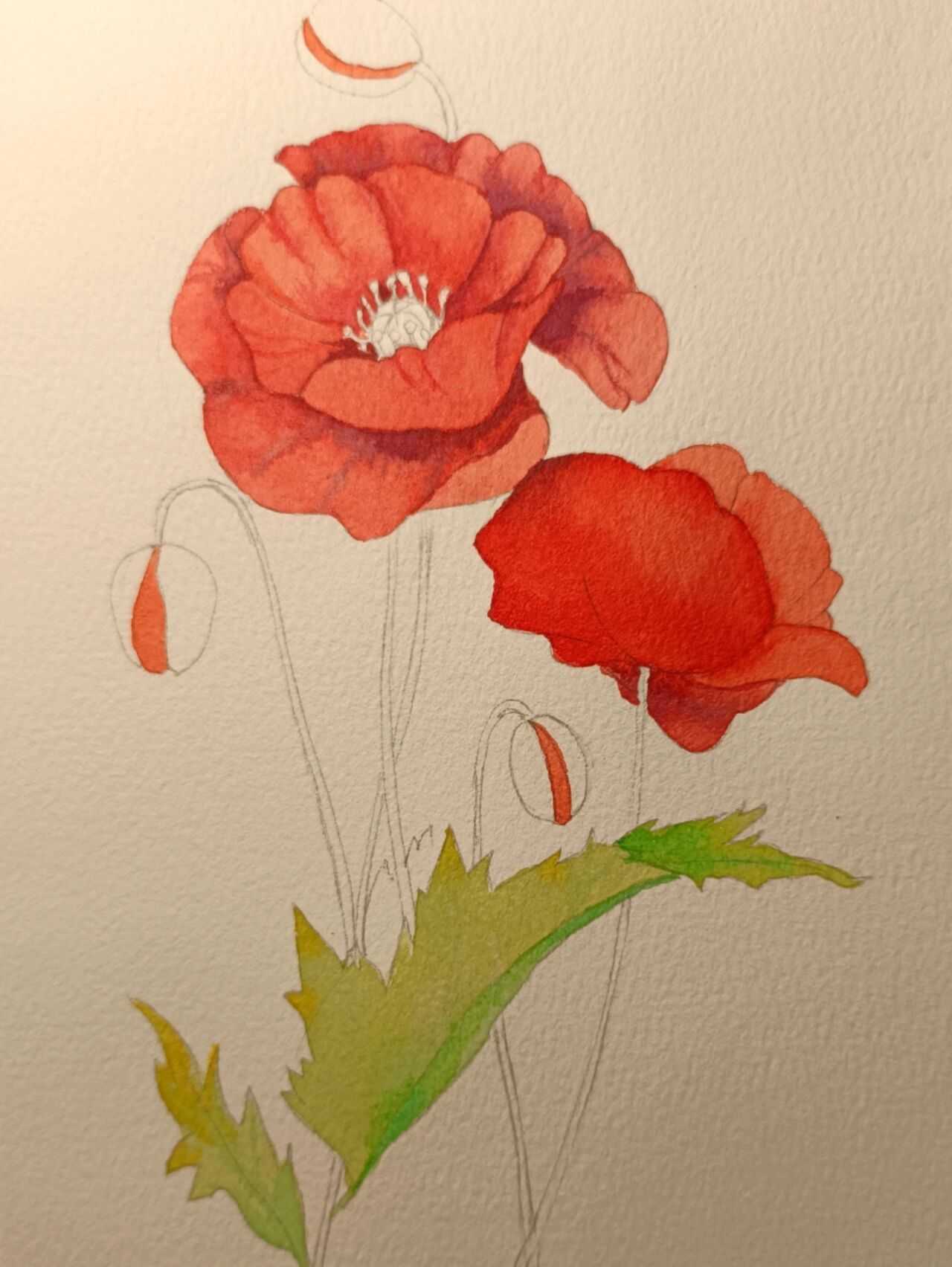 水彩罂粟花过程图
