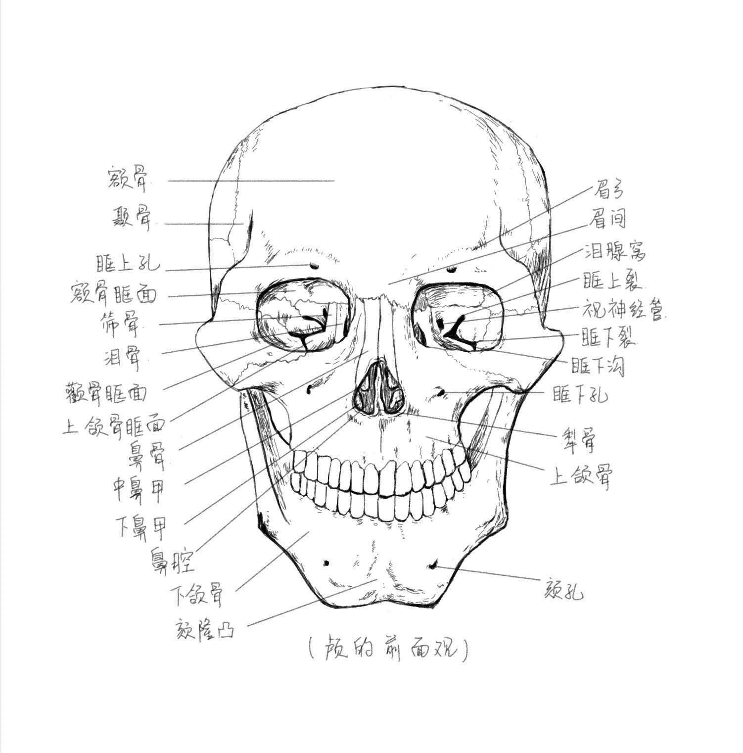 颅骨～手绘 除了颅骨的前面观