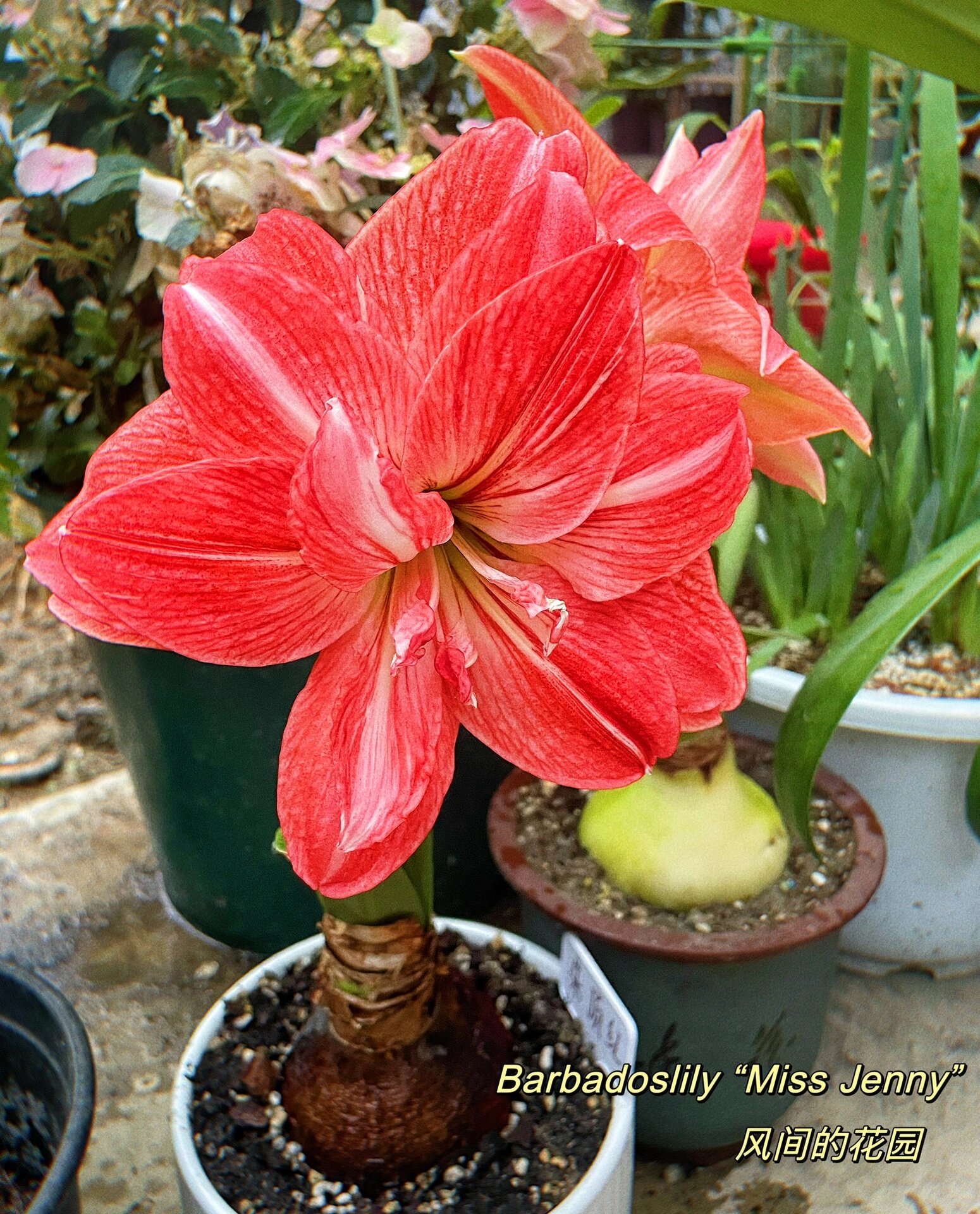 朱顶红珍妮小姐 复古色系带着橙红色气息的朱顶红珍妮小姐开花啦在