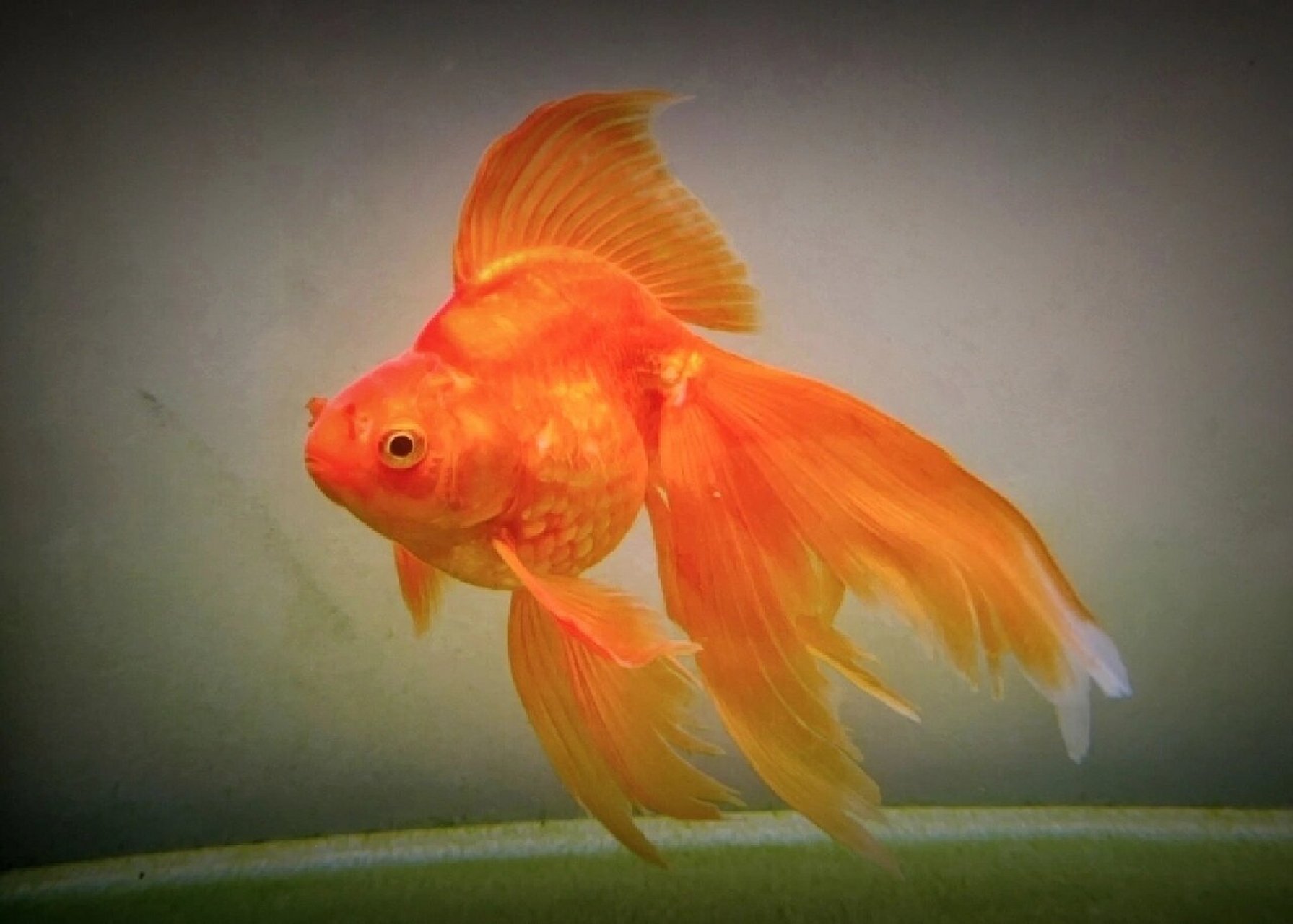 康康霸气的长尾鎏金～ 像公鸡93似的 之前尾巴有点烂,现在在恢复中