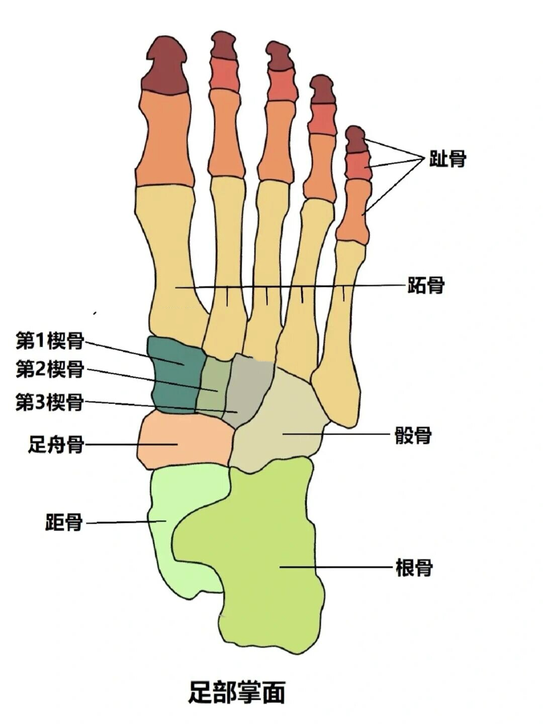 骨折让我长了新知识01 足舟骨