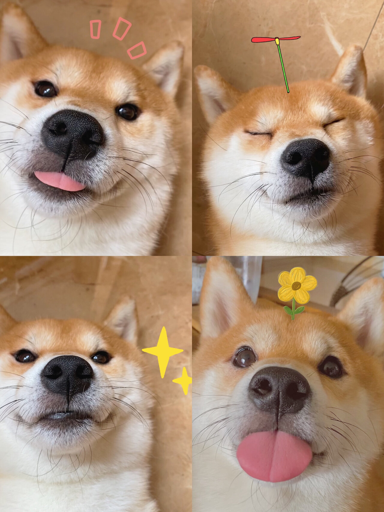 养只柴柴你很难没有表情包99柴犬头像