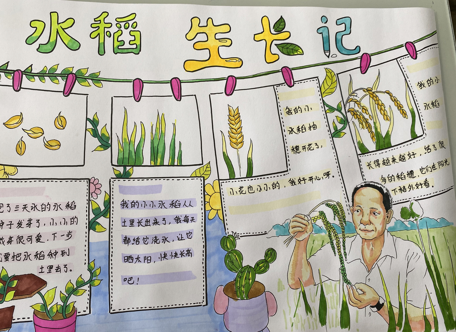 植物生长日记 儿童画 纪念袁隆平老爷爷