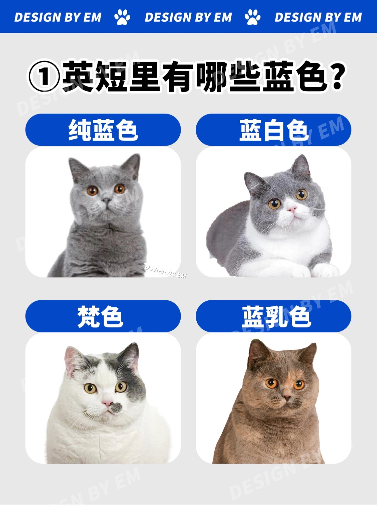 新手养猫攻略99